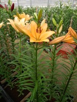 [5085 Indian Diamond SES No02.JPG]